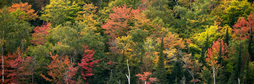Autumn forest. Deciduous forest in autumn and on maple trees, the color of the foliage changes to yellow and orange Autumn forest. Deciduous forest in autumn and on maple trees, the color of the foliage changes to yellow and orange