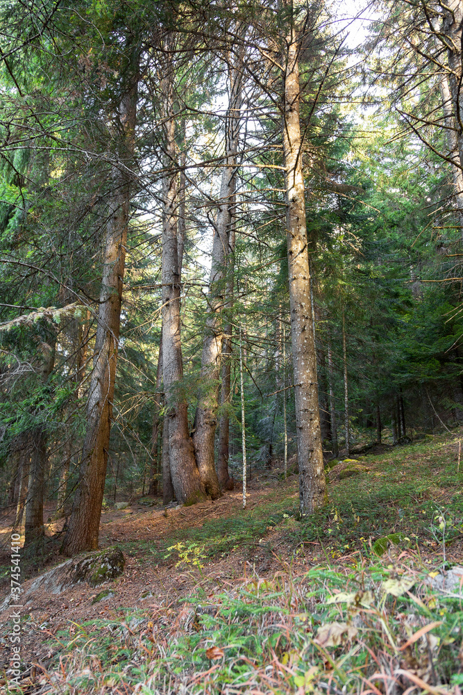 Coniferous Forest Tree Background Landscape of Wild Forest in Autumn. Travel Concept Coniferous Forest Tree Background Landscape of Wild Forest in Autumn. Travel Concept