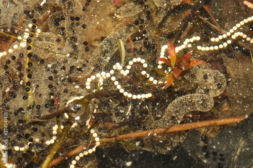Принти на полотні Strings of normal (black) toad eggs, with albino (all-white) toad eggs mixed in