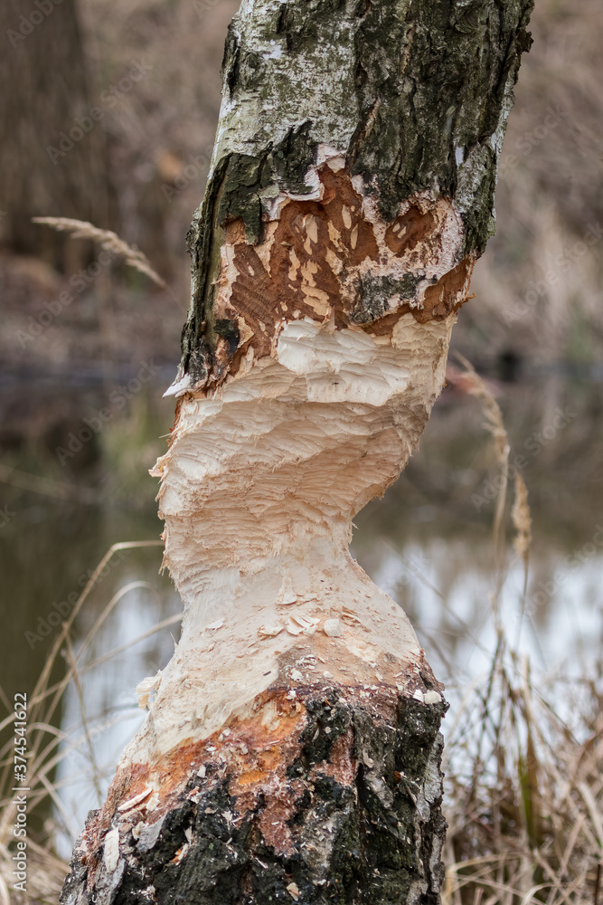 Ślady po bobrze - bóbr auropejski (Castor fiber) ścina drzewo - obrazy, fototapety, plakaty 