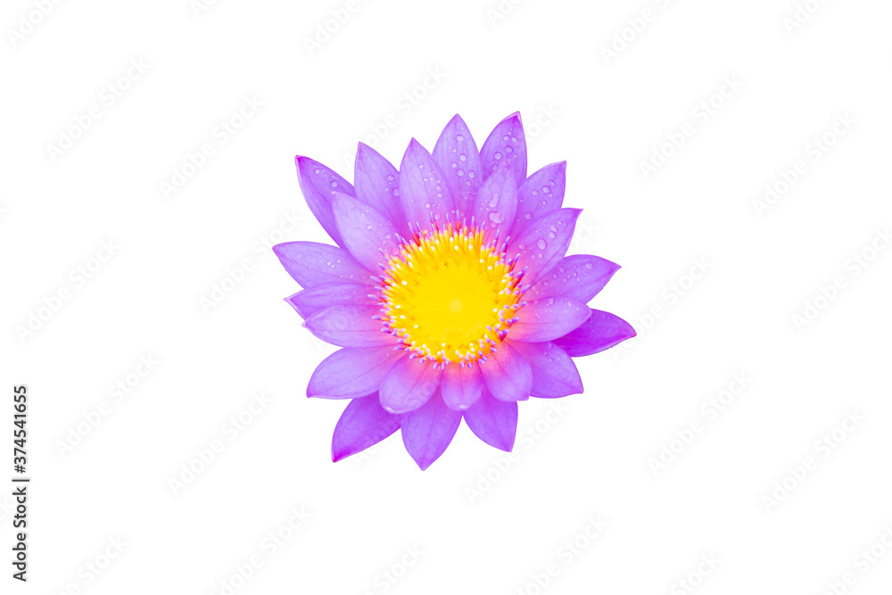 Water lilies aquatic herbs in temperate and tropical climates Water lilies aquatic herbs in temperate and tropical climates
