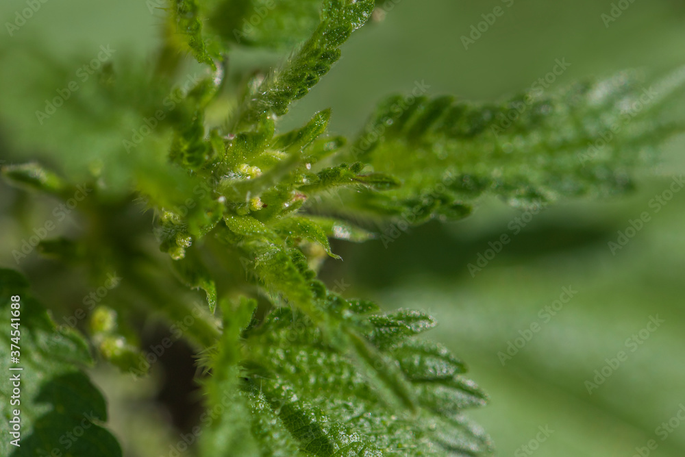 Green fresh nettle close up
