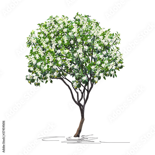 Flowering tangerine tree (Citrus reticulata L.) with immature fruits, Chinese New Year