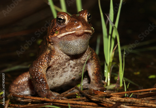 Male American toad rests between bouts of calling. 