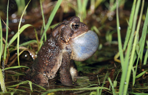 Фотография Side view of a male American Toad (Anaxyrus americanus) calling to attract a mate