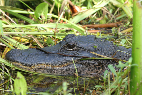 View of the head of an American Alligator (alligator mississippiensis). 