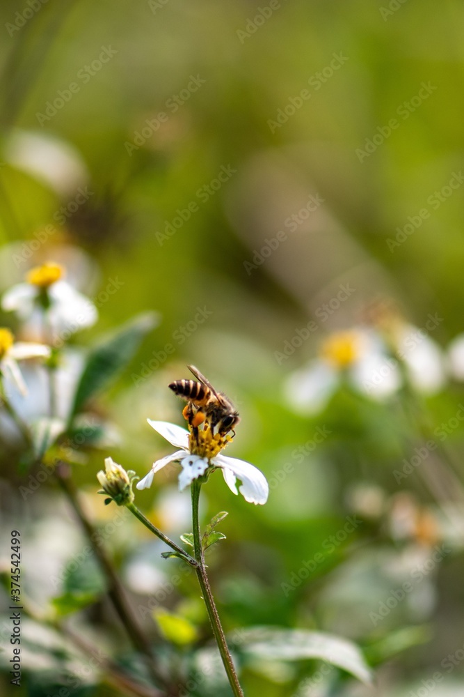 bee on a flower bee on a flower