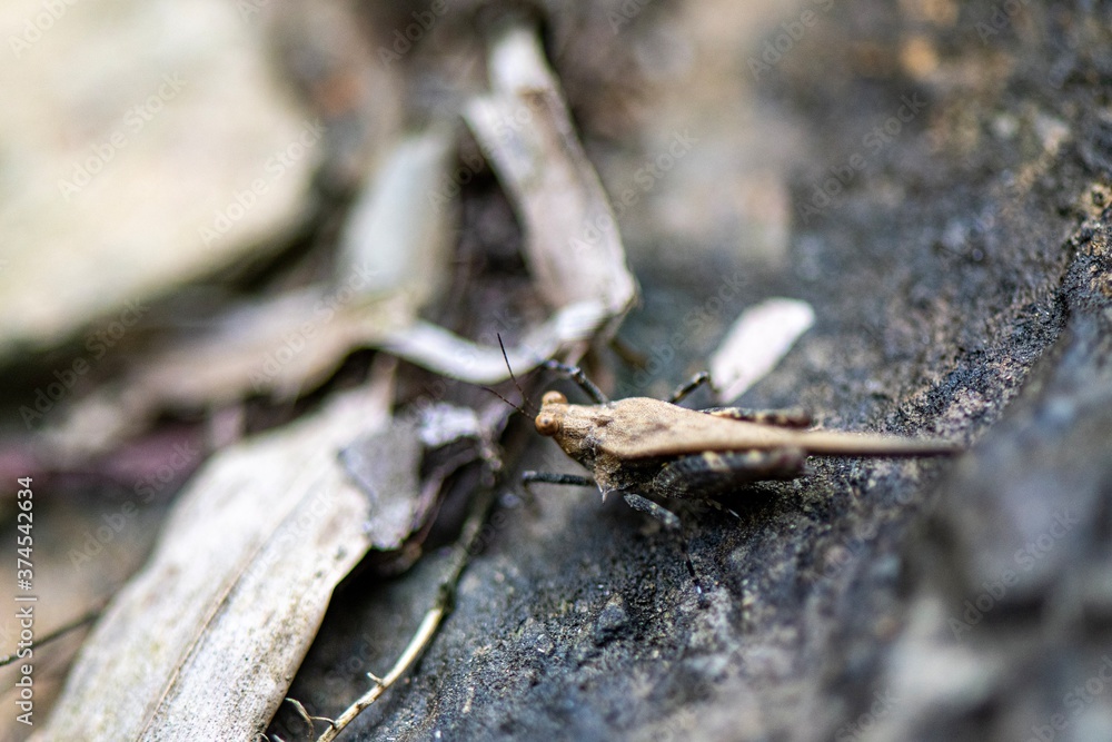 close up of a small grasshopper close up of a small grasshopper