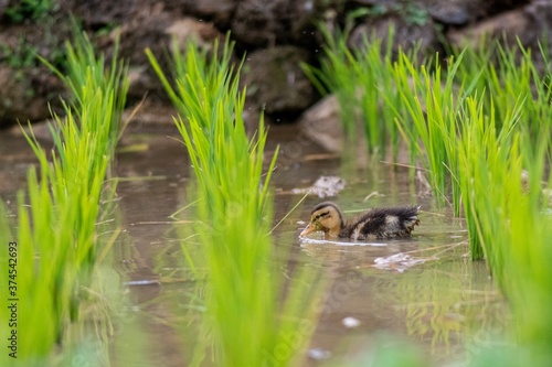 duckling in a paddy field