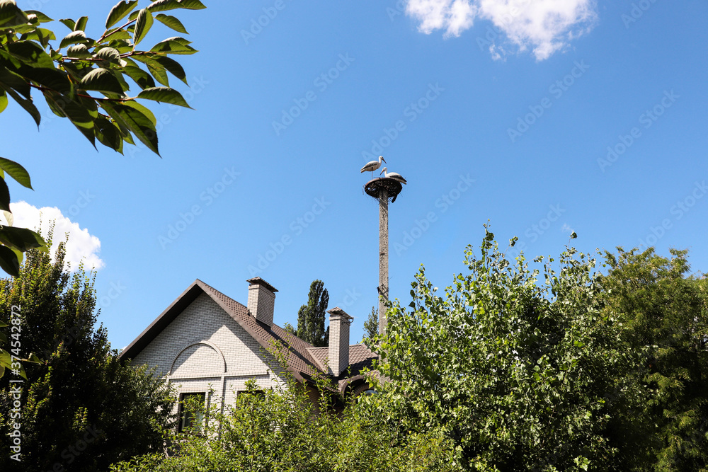 Stork in the nest above the beautiful blue summer sky Stork in the nest above the beautiful blue summer sky