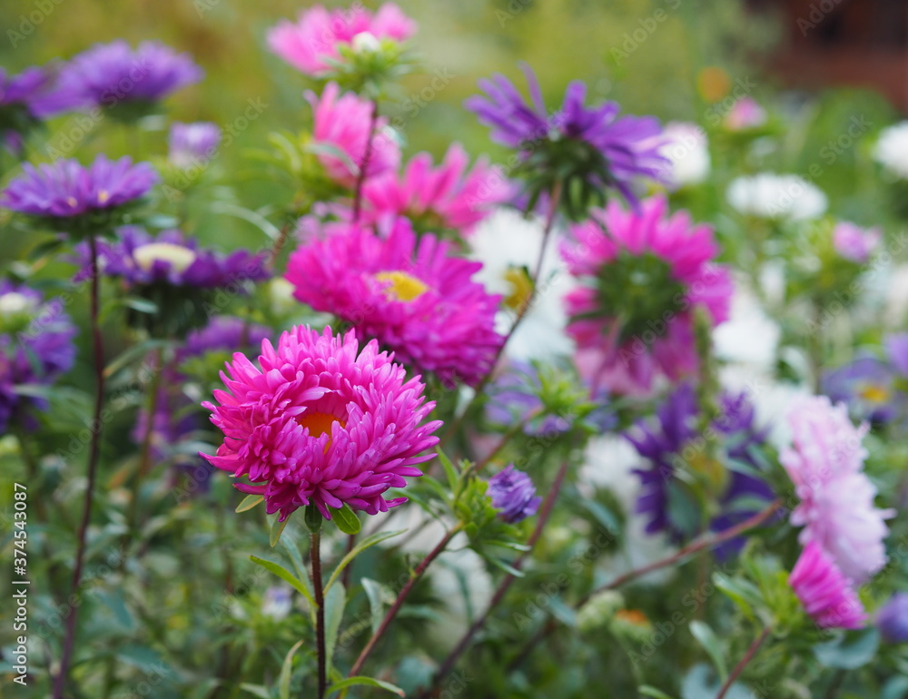 Autumn floral background.Blooming asters in the garden. Autumn floral background.Blooming asters in the garden.