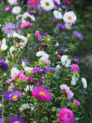 Blooming asters in the garden.Autumn floral background.