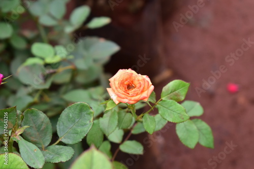 Beautiful rose with green leaves