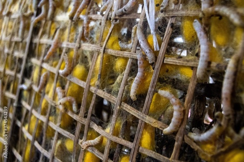 close up of silkworms