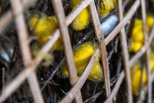 close up of silkworms