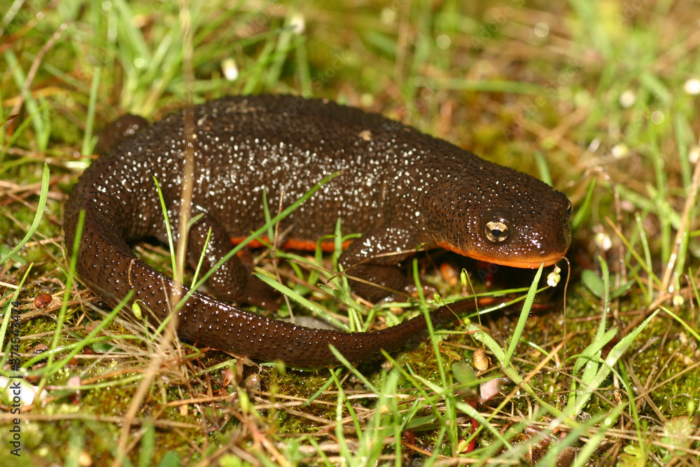 Naklejka premium Whole-body photo of a Rough-skinned newt (Taricha granulosa) sitting in grassy vegetation.