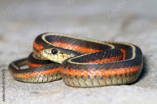 Coiled Coast Garter Snake (Thamnophis elegans terrestris) with a beautiful orange stripe down its side. 