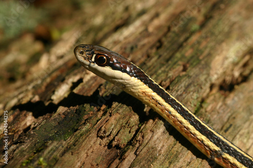 Close-up view of the head of an eastern ribbon snake (Thamnophis sauritus). photo