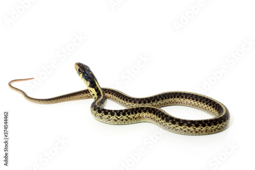 An alert young common garter snake  Thamnophis sirtlais  sits with its head up on a white background. 