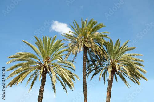 Three joyful palm trees, light blue sky and a solitary white cloud.
