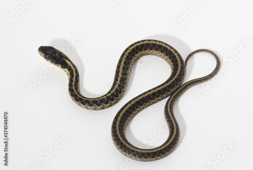 Common eastern garter snake (Thamnophis sirtalis) on a white background). 