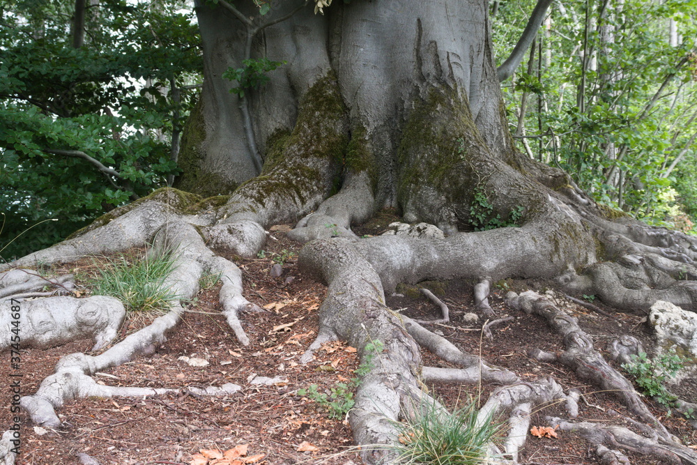 Obraz premium Racines d'arbre