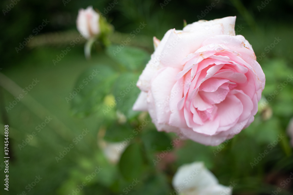 pink rose in garden pink rose in garden