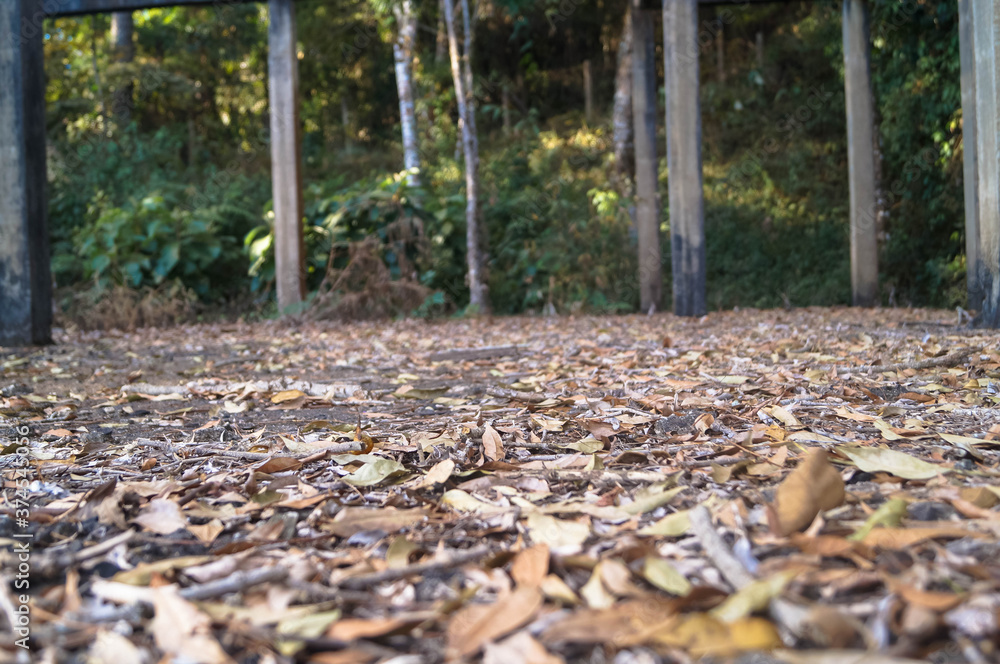 um lugar abandonado com folhas secas no chão e uma floresta ao fundo um lugar abandonado com folhas secas no chão e uma floresta ao fundo