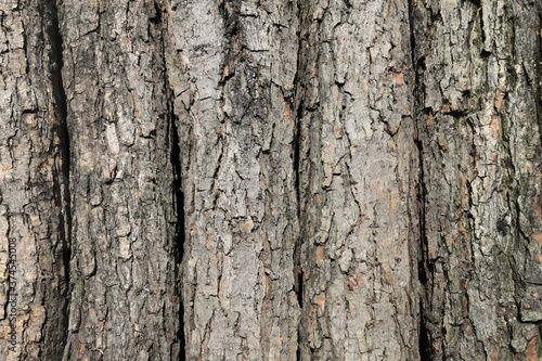 Tree trunks with bark are arranged in a row. Wood background