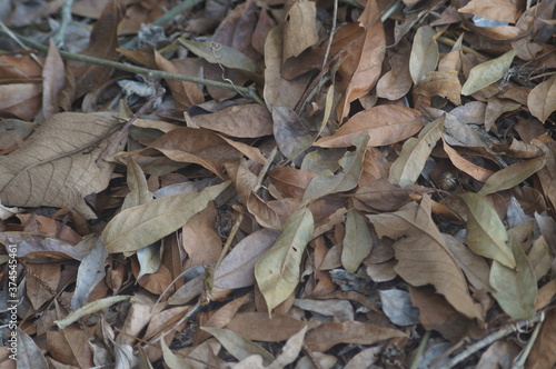 textura e fundo de folhas e galhos secos