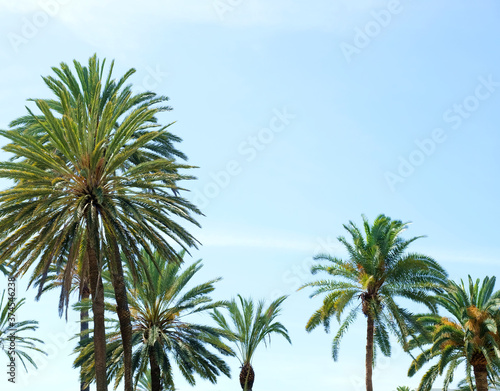 Tops of many palms  Phoenix canariensis  typical for Canary Islands and Africa  bright blue sky  bright sunny day.
