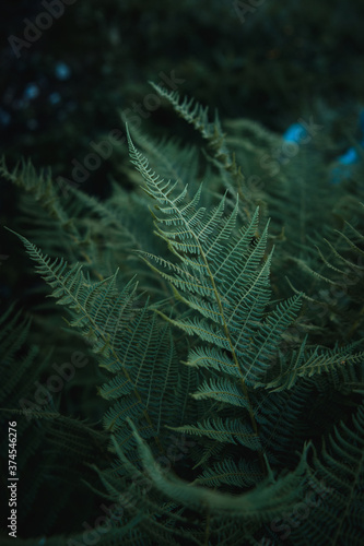 Dark moody view of fern leaves in a magic deep forest with high contrast and dark background perfect for nature wallpaper. Austrian Alps  Salzkammergut in Austria  Europe