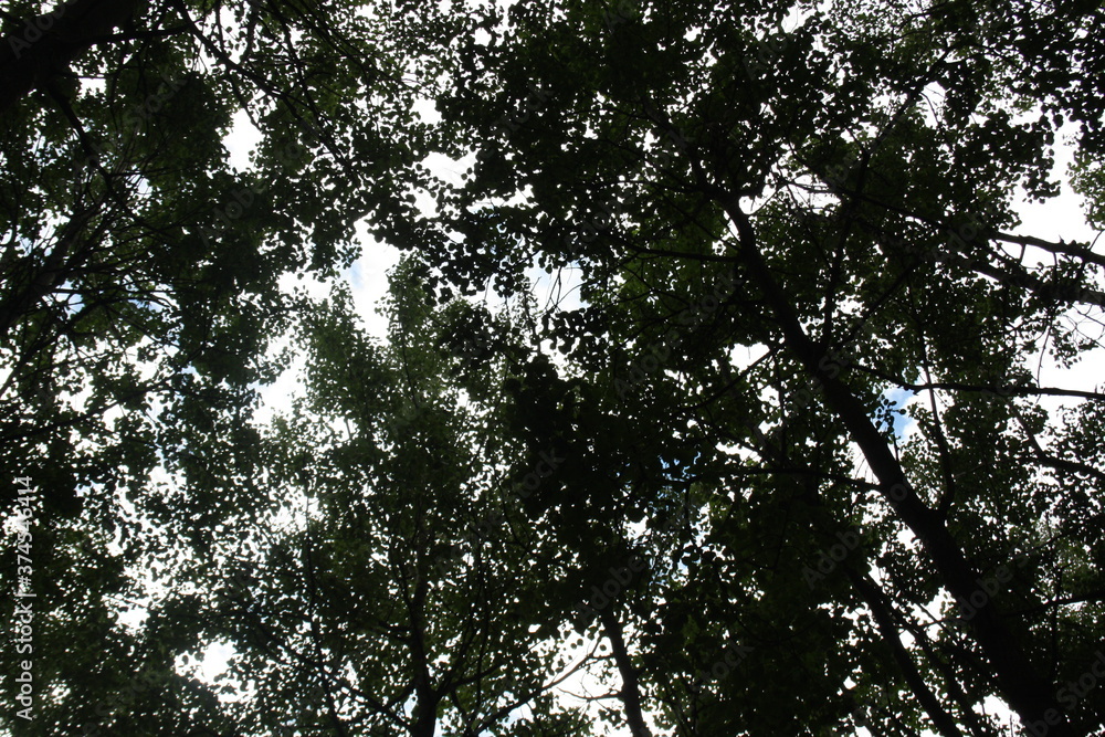 evening sky through the crowns of trees evening sky through the crowns of trees