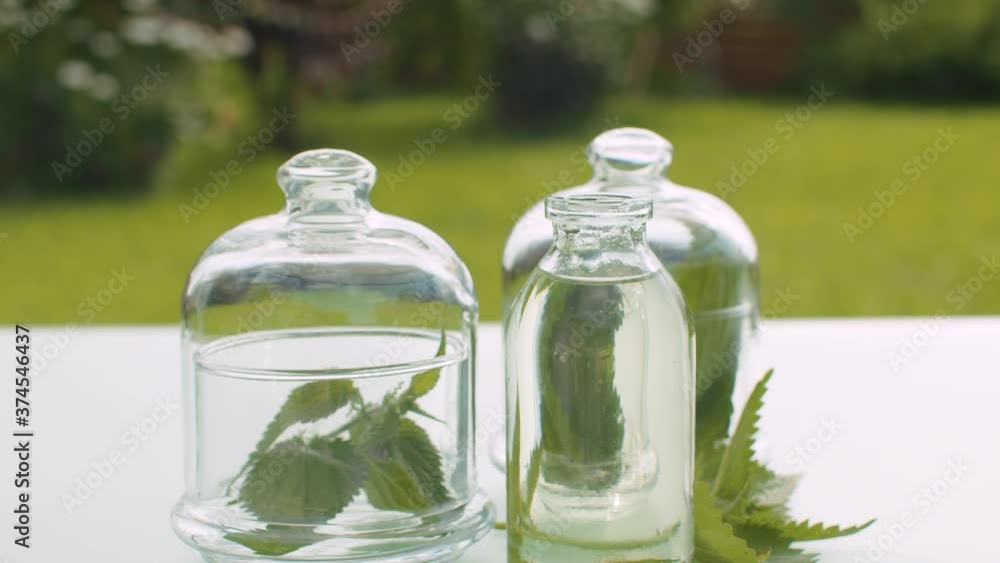 Close up nettle leaves and base oil. Leaves in glass jars on the table. Healing herbs. Plants for cosmetology, pharmacy and aromatherapy. Closeup shot with slide or move camera. Close up nettle leaves and base oil. Leaves in glass jars on the table. Healing herbs. Plants for cosmetology, pharmacy and aromatherapy. Closeup shot with slide or move camera.