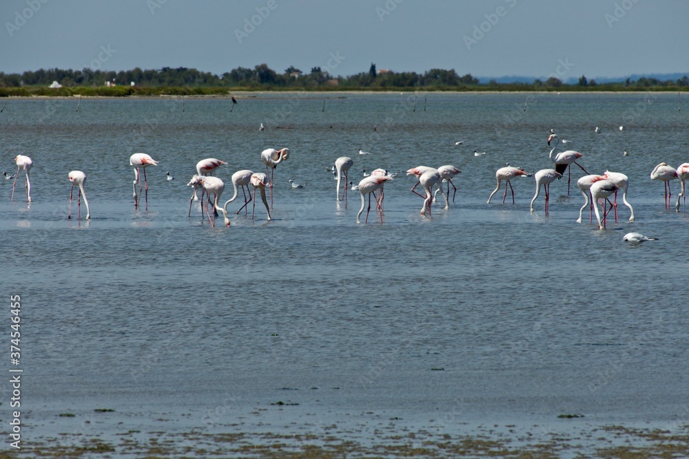 Naklejka premium Camargue Sainte Marie de la mer Flamants Roses