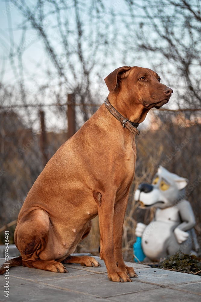 The purebred African Rhodesian Ridgeback is a remarkable sporting breed of dog. The purebred African Rhodesian Ridgeback is a remarkable sporting breed of dog.