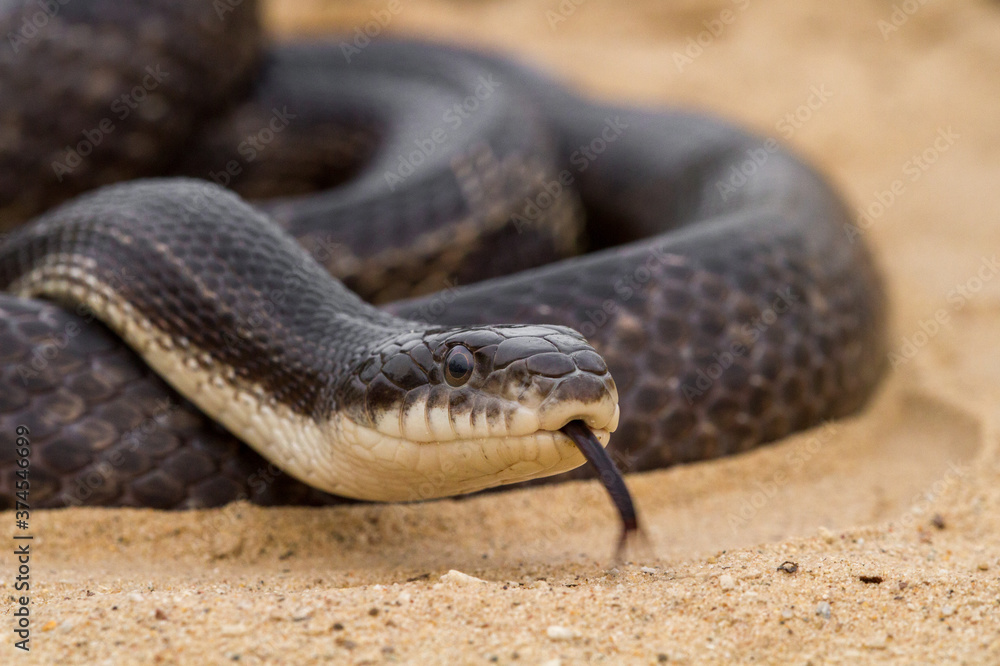 Fototapeta premium Eye level with a snake