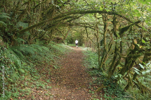 Sentier forestier