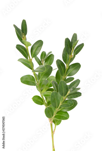Photos Boxwood branch isolated on white background