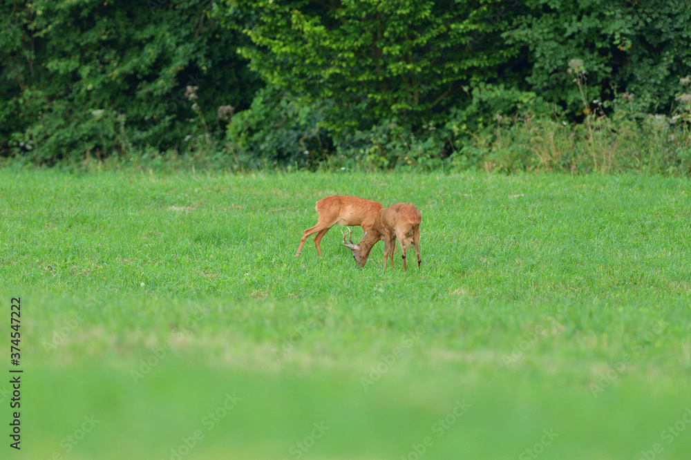 Roe deer with antler grazing grass in meadow Roe deer with antler grazing grass in meadow