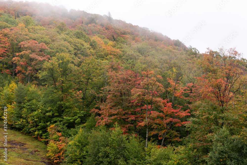 Autumn fog on the mountain hills. Misty fall woodland