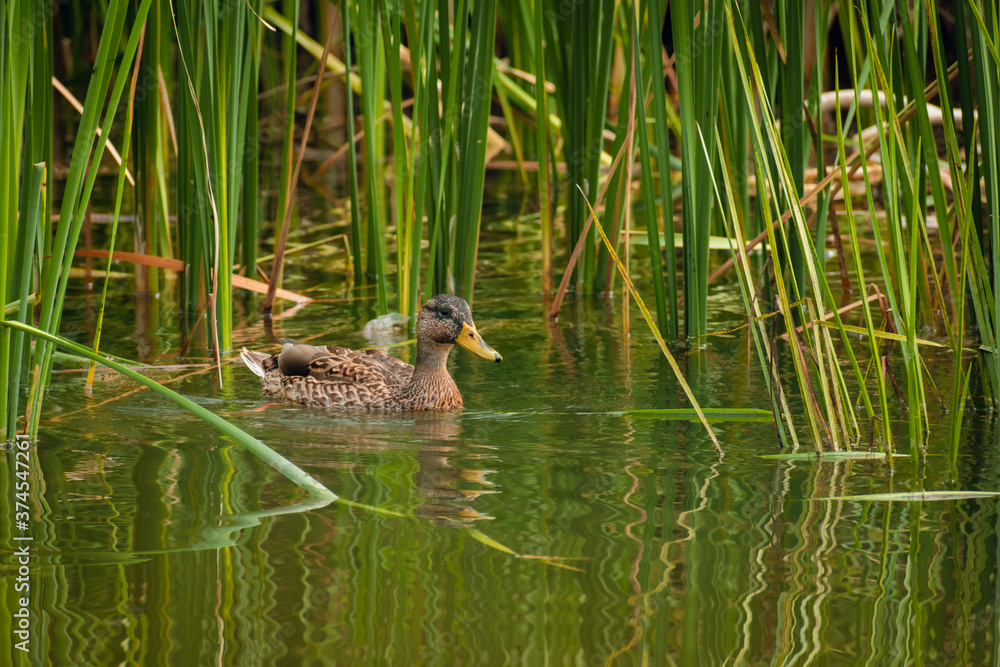 Duck swimming in the blue lake Duck swimming in the blue lake