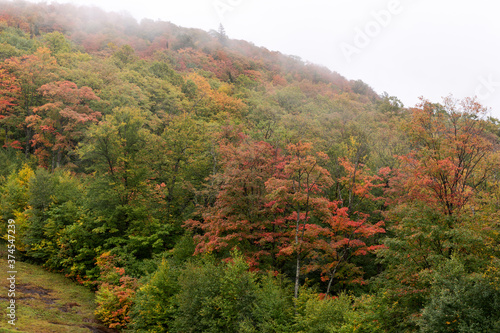 Autumn fog on the mountain hills. Misty fall woodland