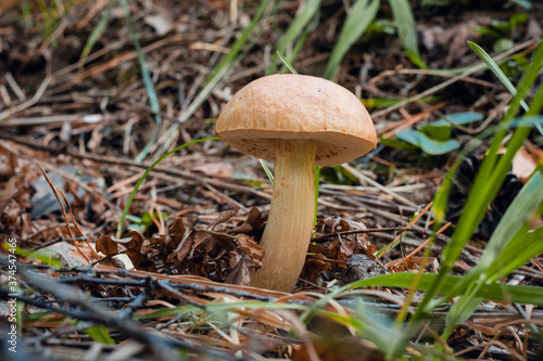 Boletus edulis edible mushroom in the forest