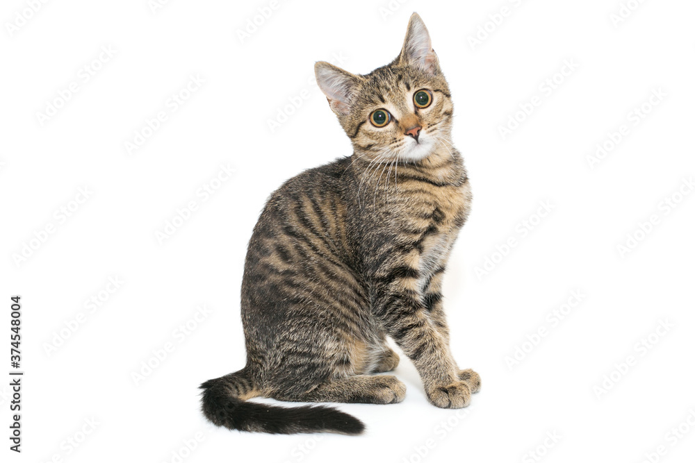 Obraz premium Small, grey tabby kitten sits sideways