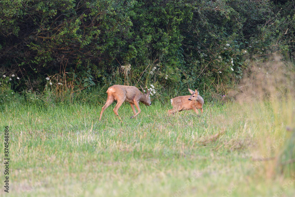 A roe deer with antlers in a rut with family walks through a meadow A roe deer with antlers in a rut with family walks through a meadow