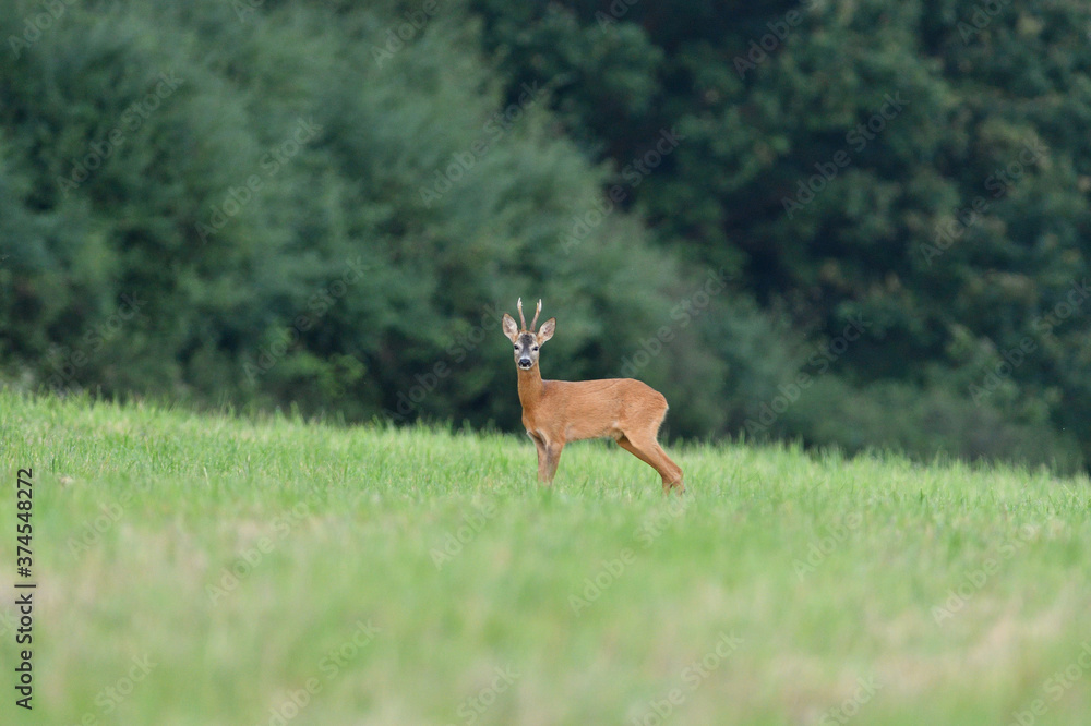 Portrait of roe deer with antlers in a rut looking for a doe in a meadow Portrait of roe deer with antlers in a rut looking for a doe in a meadow