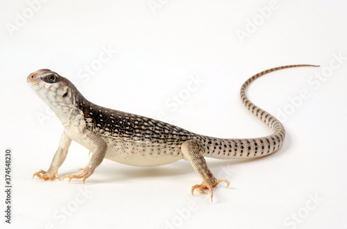 Wüstenleguan / Desert iguana (Dipsosaurus dorsalis)  photo