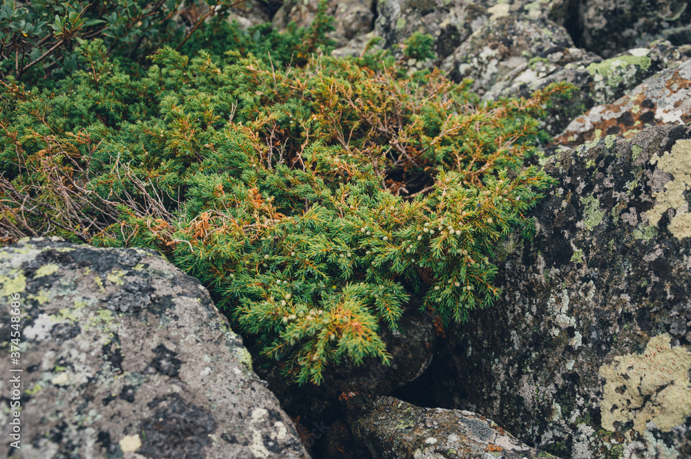 flowers and moss grow on rocks in the mountains flowers and moss grow on rocks in the mountains