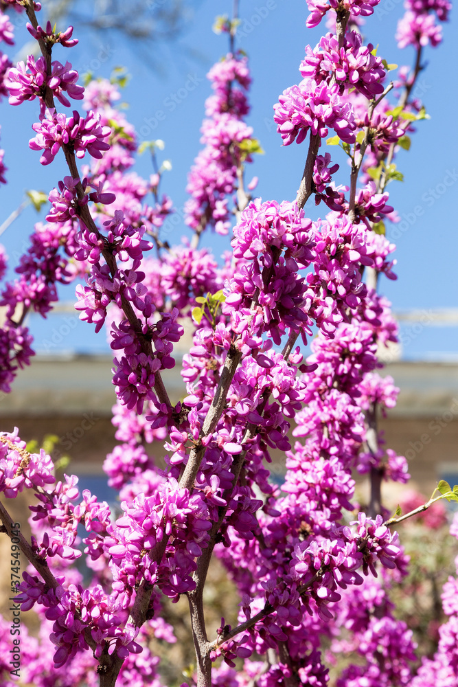 Obraz premium Beautiful pink flowers on the branches of tree with selective focus. Creative processing in light key